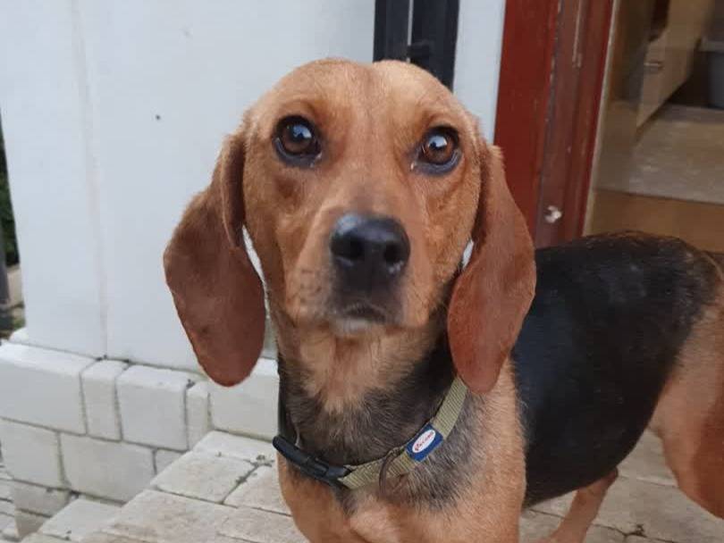 Adotta un cane, taglia piccola, femmina, Padova