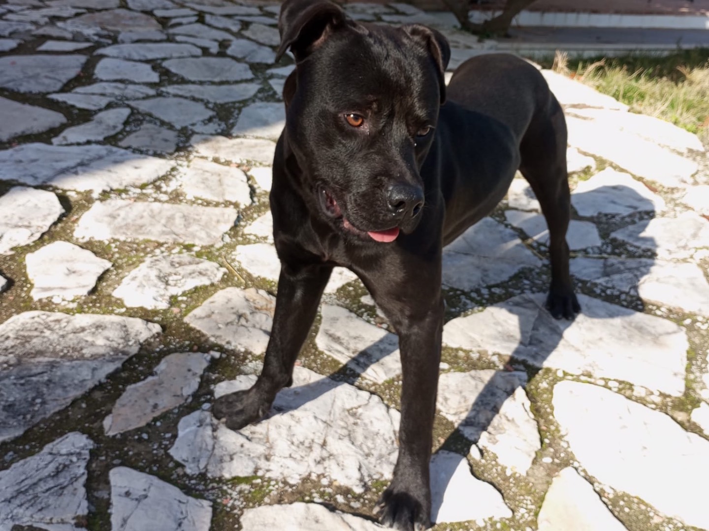 Adozione cane, maschio, Razza sconosciuta Razza sconosciuta, 1 anno e 6 mesi, taglia media, Avellino