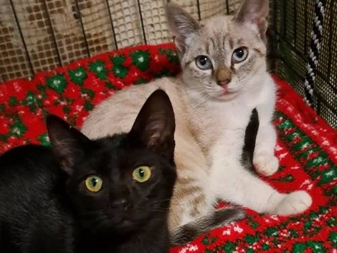 Adozione gatto, femmina, Razza sconosciuta Razza sconosciuta, 4 mesi, taglia non valida, Bari