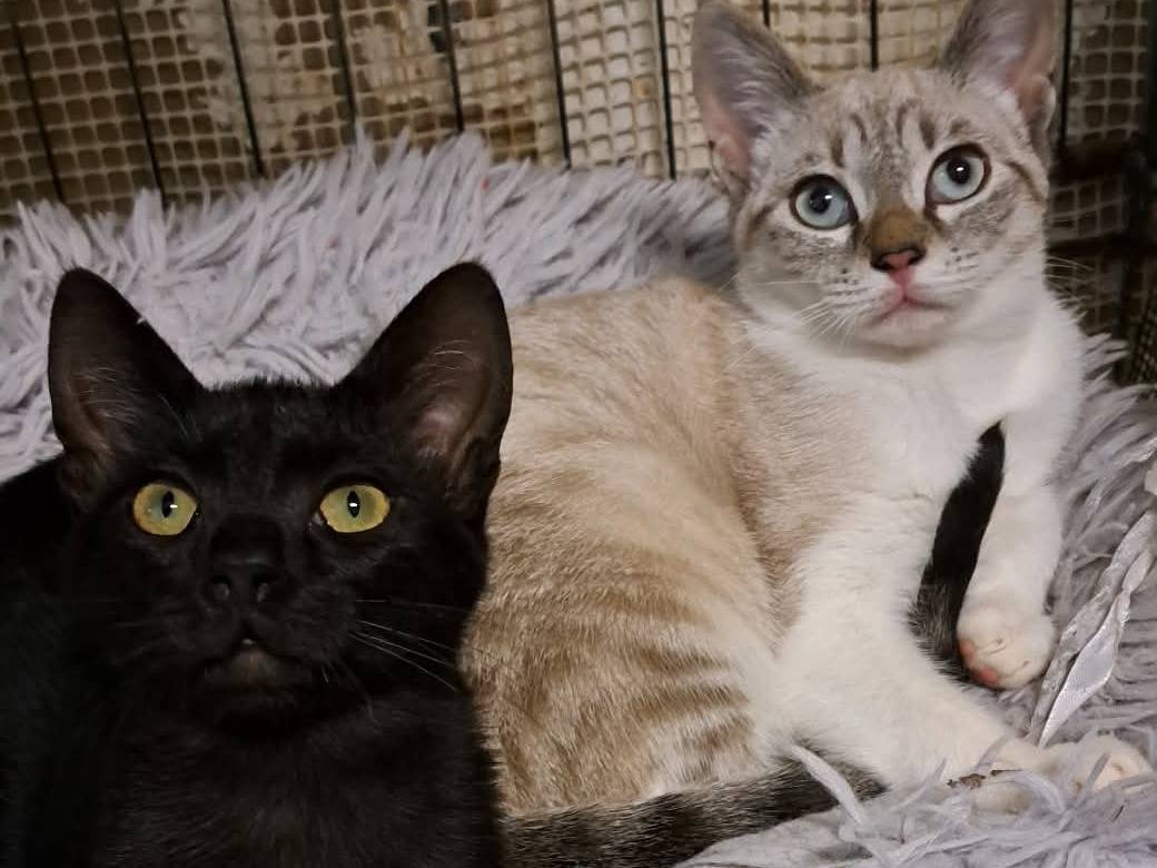 Adotta un gatto, femmina, 4 mesi, Bari