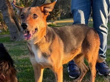 Adozione cane, femmina, Pastore Belga Malinois Razza sconosciuta, 4 anni e 7 mesi, taglia media, Matera