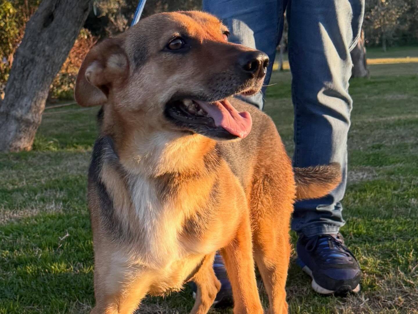 Adotta un cane, femmina, 4 anni e 7 mesi, Matera