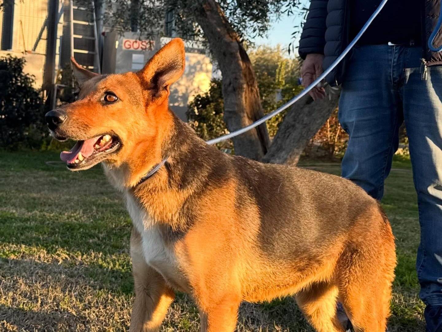 Adotta un cane, taglia media, femmina, Matera