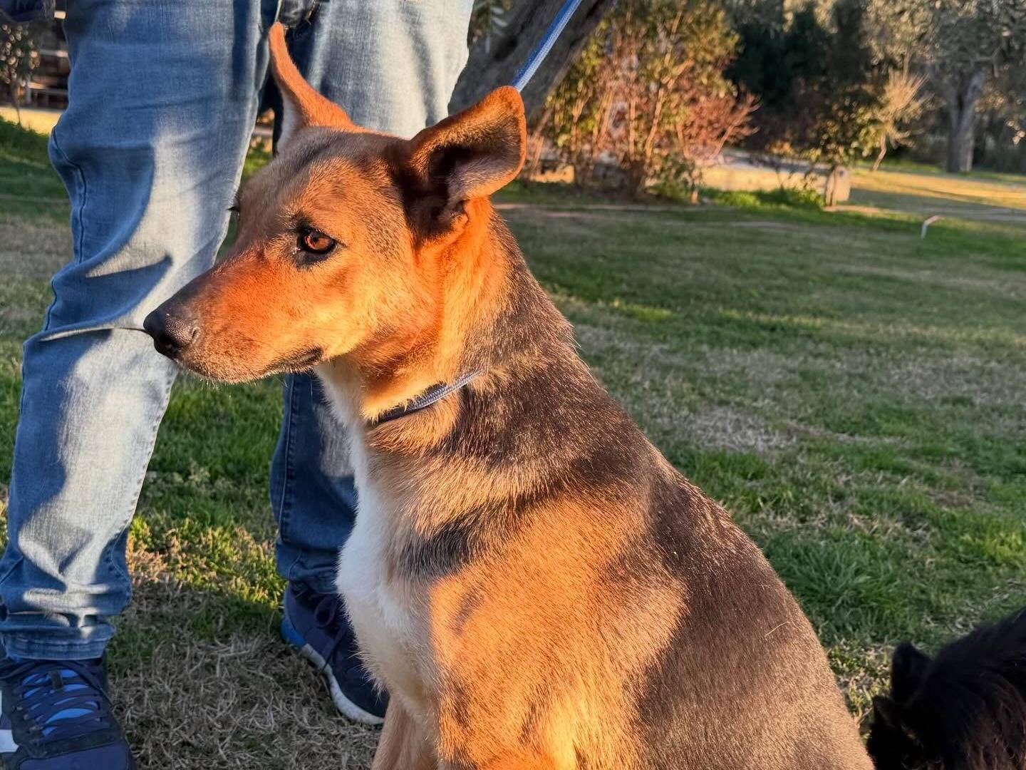 Vuoi adottare un cane a Matera?