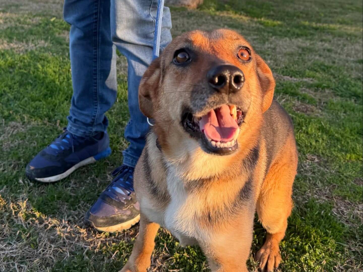 Adotta il cane Fiore a Matera