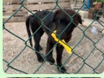Adozione cane, maschio, Razza sconosciuta Razza sconosciuta, 8 mesi, taglia media contenuta, Foggia