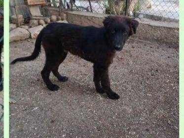 Adotta un cane, maschio, 8 mesi, Foggia