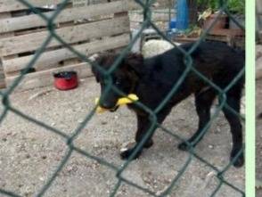 Adotta un cane, taglia media contenuta, maschio, Foggia
