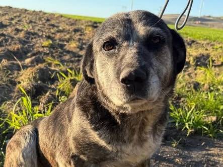 Adozione cane, femmina, Corso Razza sconosciuta, 10 anni e 1 mese, taglia media, Matera