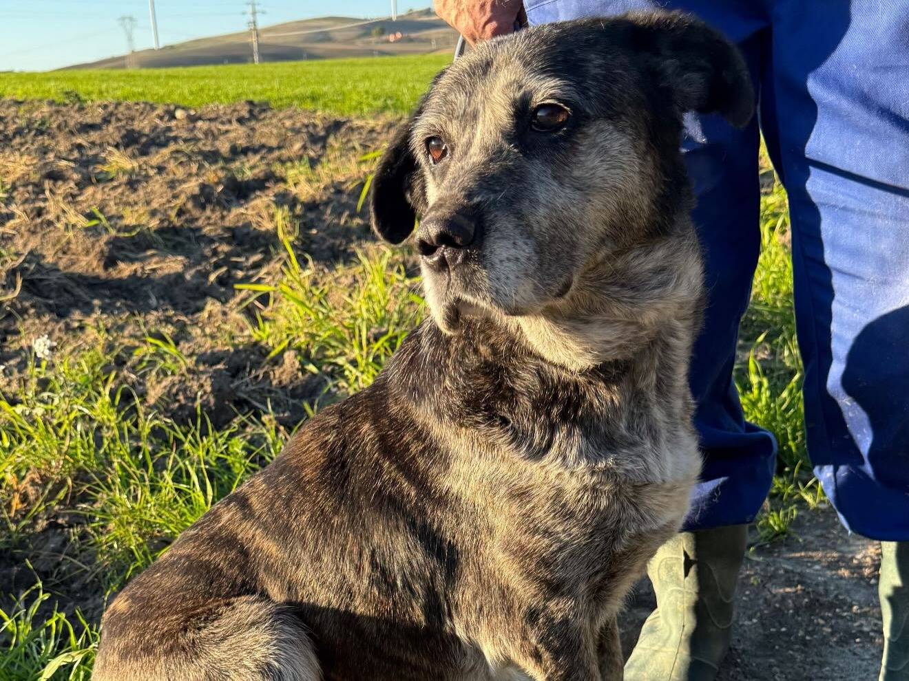 Adotta un cane, femmina, 10 anni e 1 mese, Matera