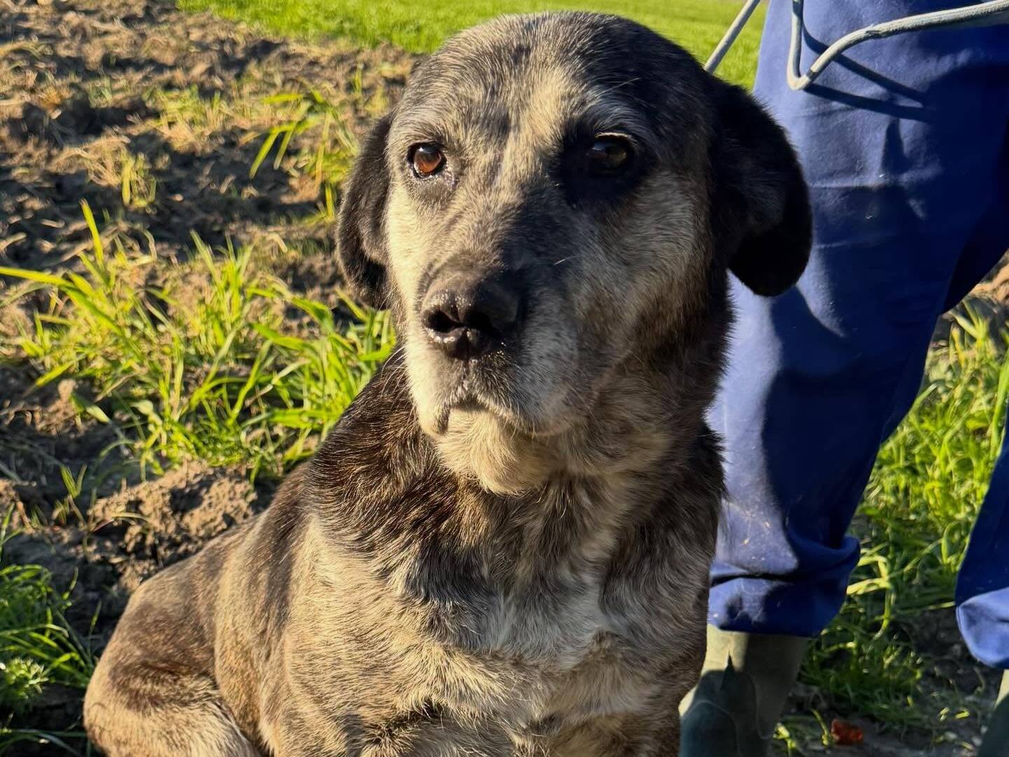 Adotta un cane, taglia media, femmina, Matera