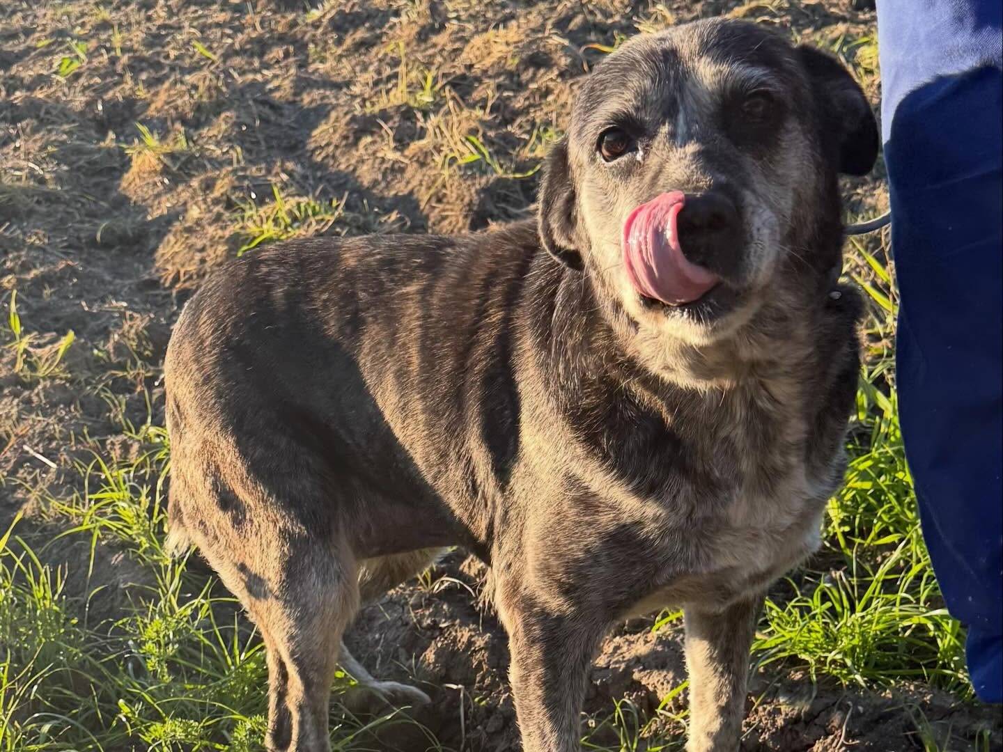 Vuoi adottare un cane a Matera?