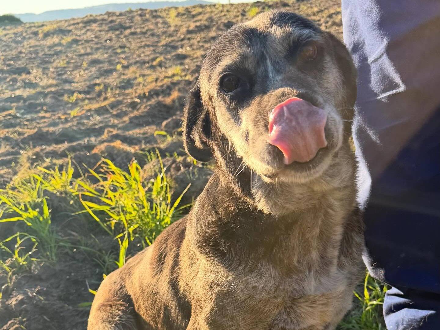 Adotta il cane Fiona a Matera