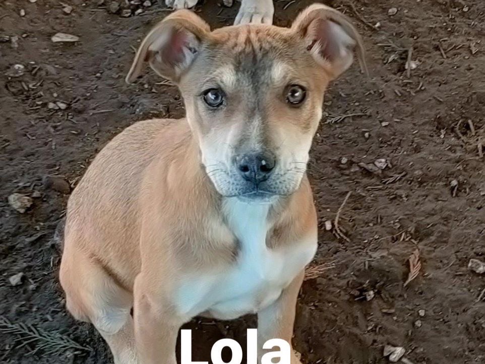 Adozione cane, femmina, Pitbull Razza sconosciuta, 2 mesi, taglia media, Bari