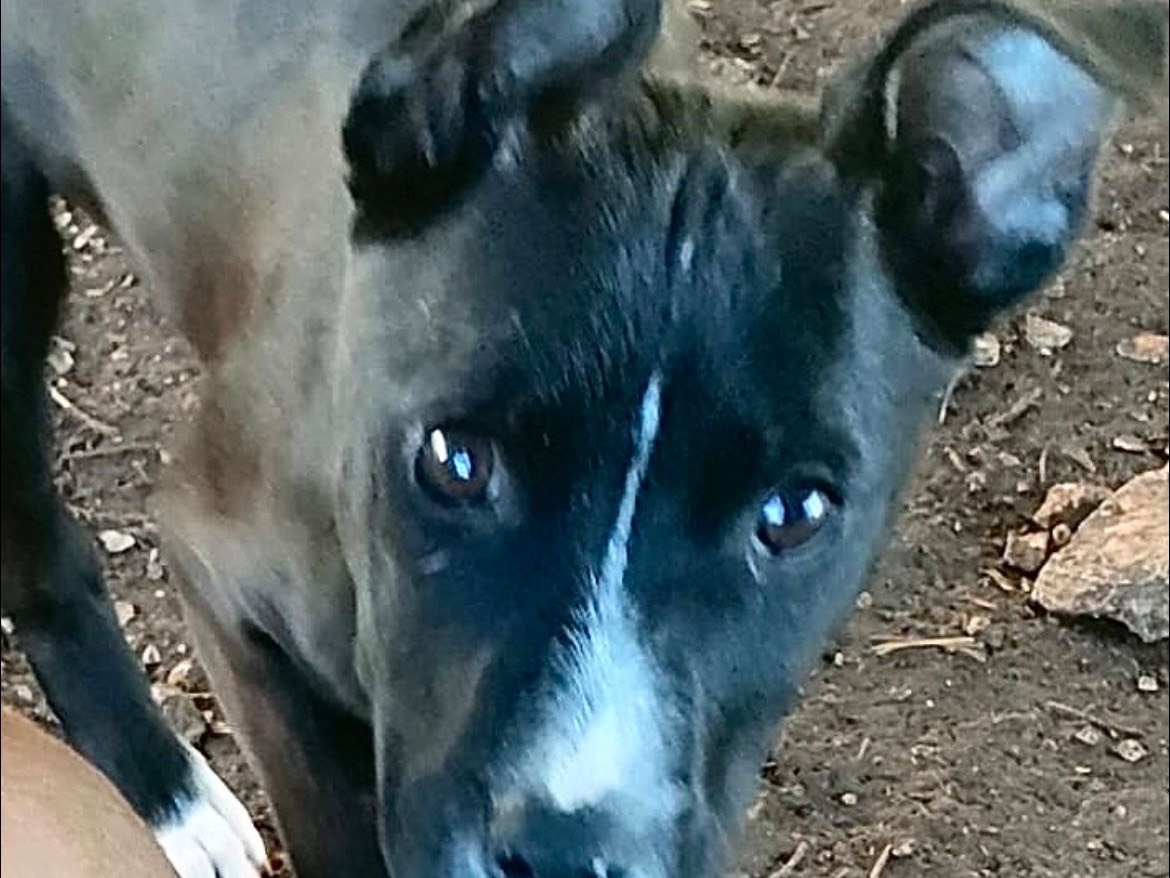 Adozione cane, femmina, Pitbull Razza sconosciuta, 2 mesi, taglia media, Bari