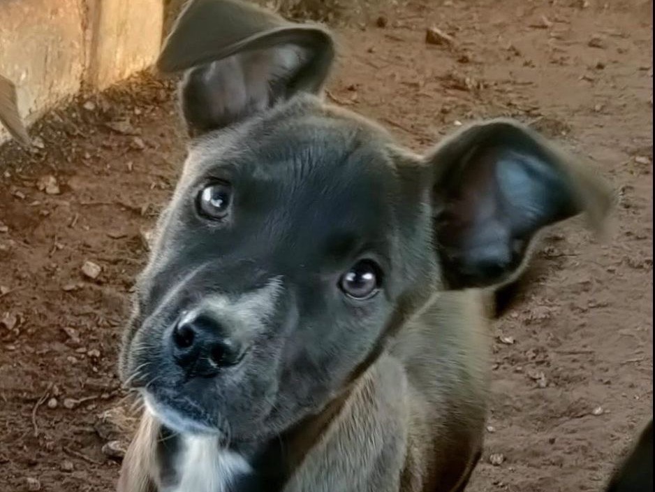 Adozione cane, femmina, Pitbull Razza sconosciuta, 2 mesi, taglia media, Bari