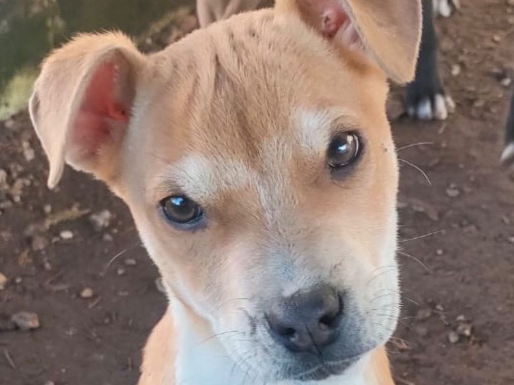 Adozione cane, femmina, Pitbull Razza sconosciuta, 2 mesi, taglia media, Bari