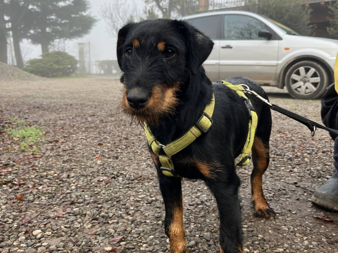 Adotta un cane, femmina, 6 mesi, Milano