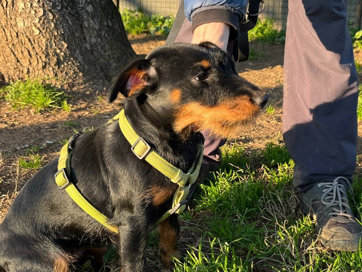 Vuoi adottare un cane a Milano?