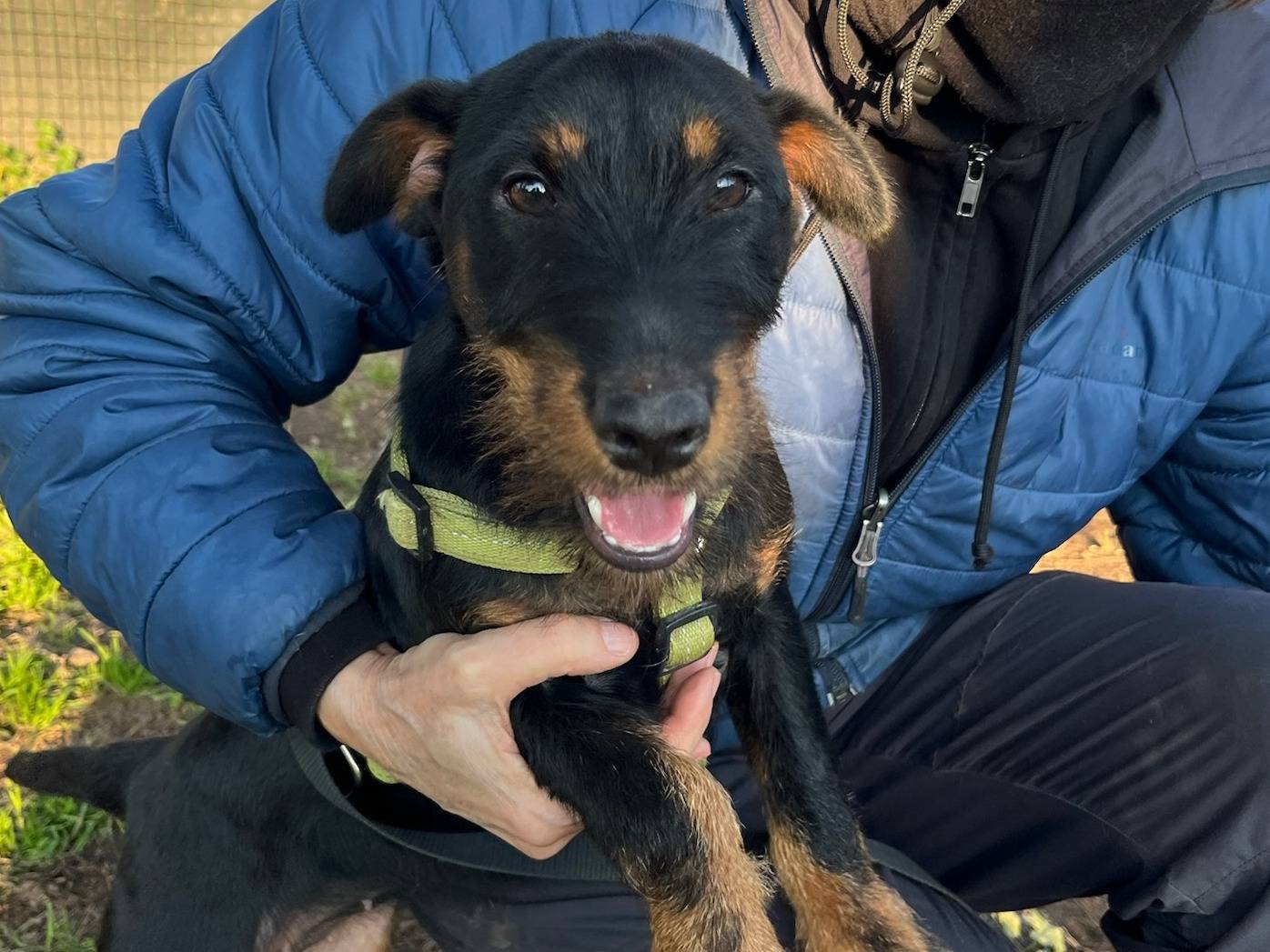 Adozione cane, femmina, Razza sconosciuta Razza sconosciuta, 6 mesi, taglia piccola, Milano