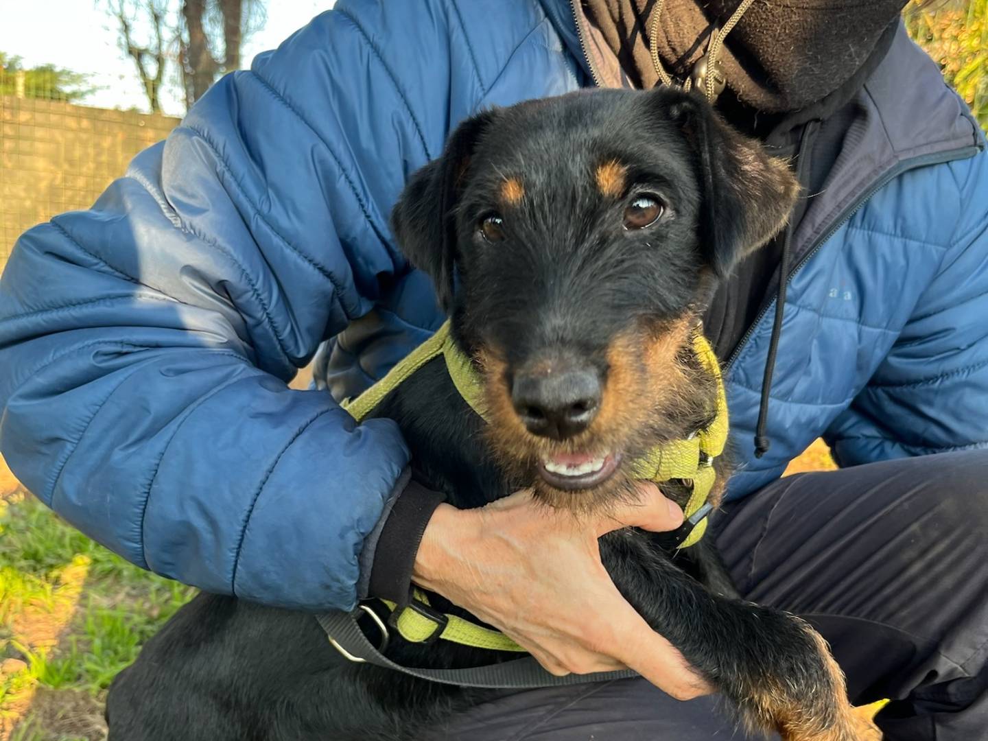 Adotta il cane Frya a Milano