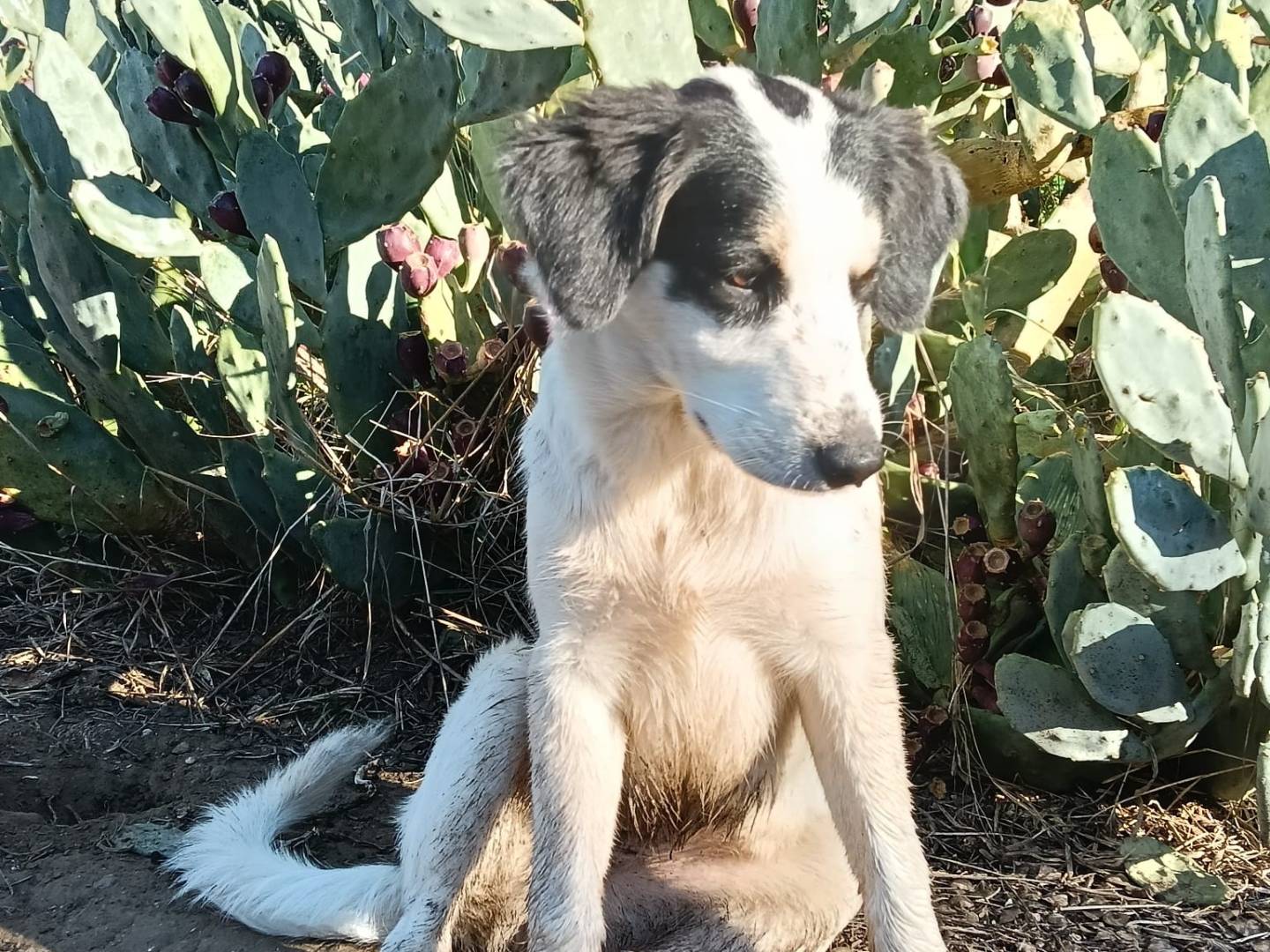 Adozione cane, femmina, Razza sconosciuta Razza sconosciuta, 7 mesi, taglia media, Siracusa
