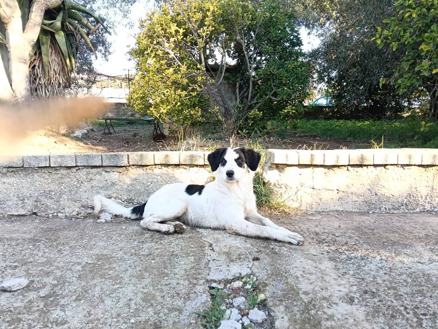Adotta un cane, femmina, 7 mesi, Siracusa