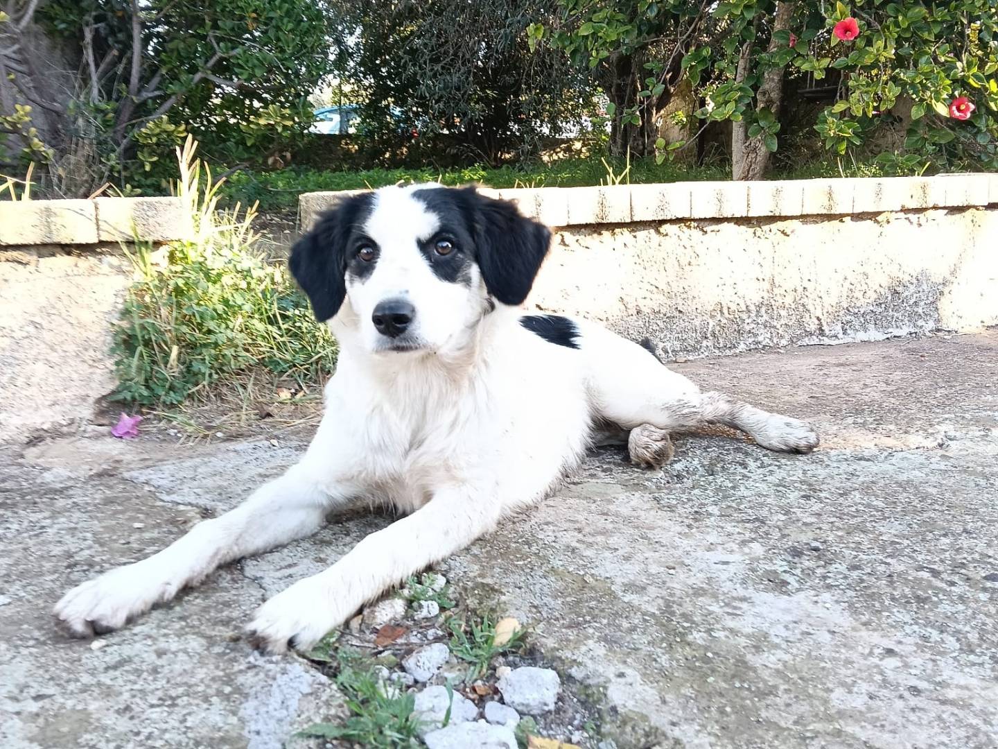 Adotta un cane, taglia media, femmina, Siracusa