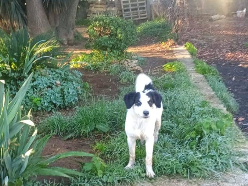 Vuoi adottare un cane a Siracusa?