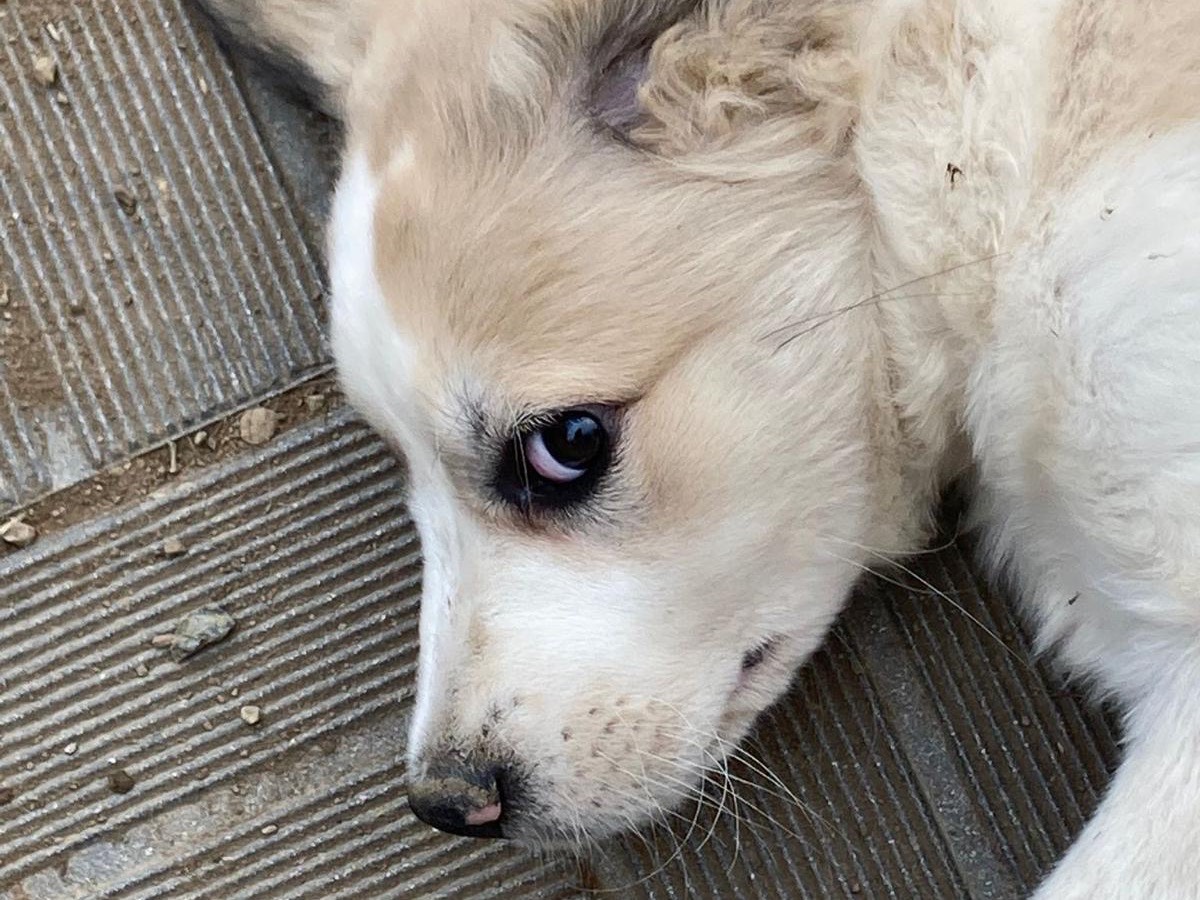 Adotta un cane, femmina, 3 mesi, Savona