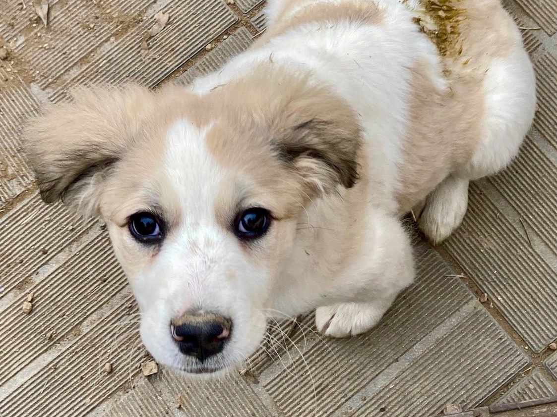 Adotta un cane, taglia grande, femmina, Savona