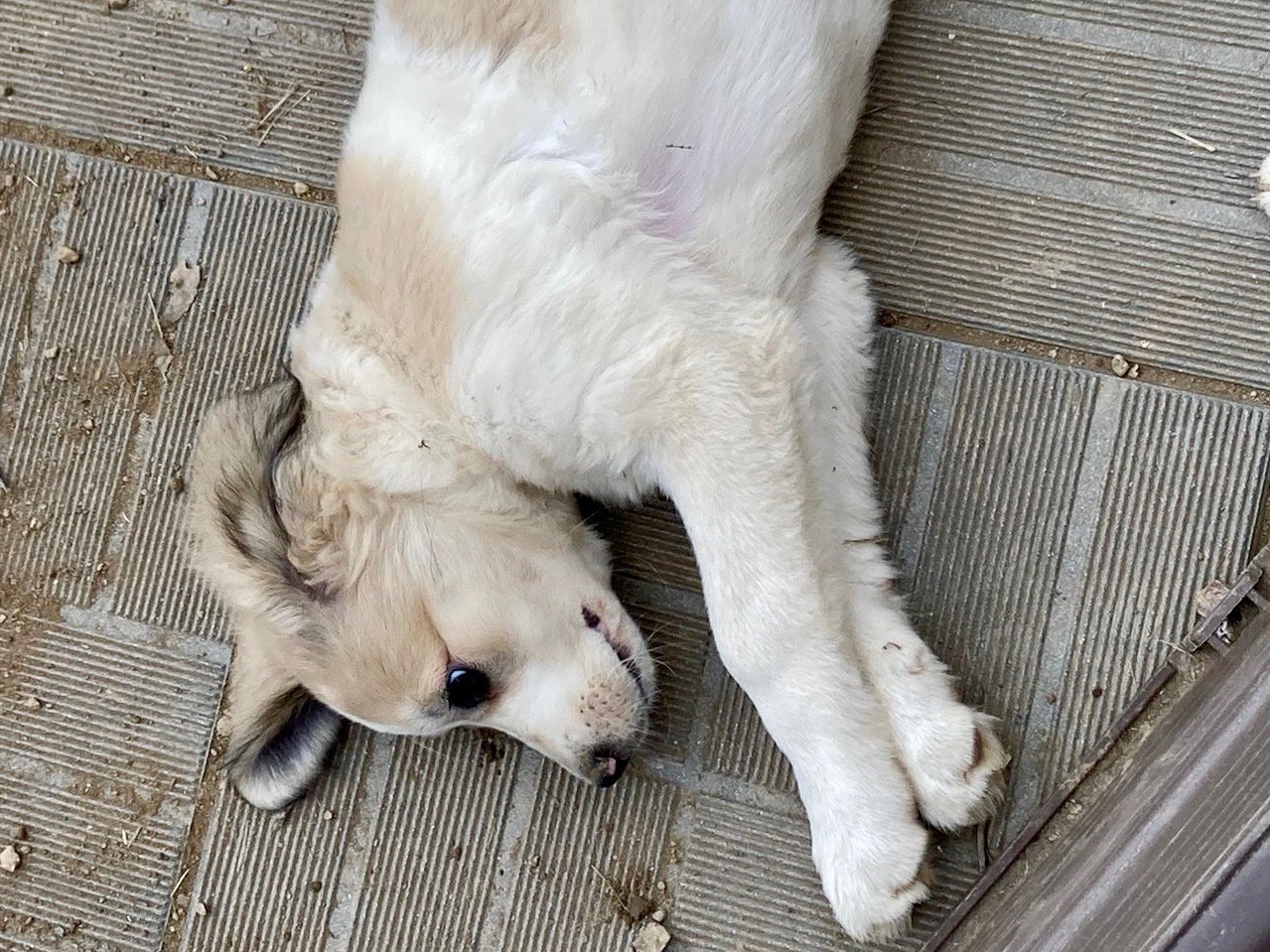 Vuoi adottare un cane a Savona?