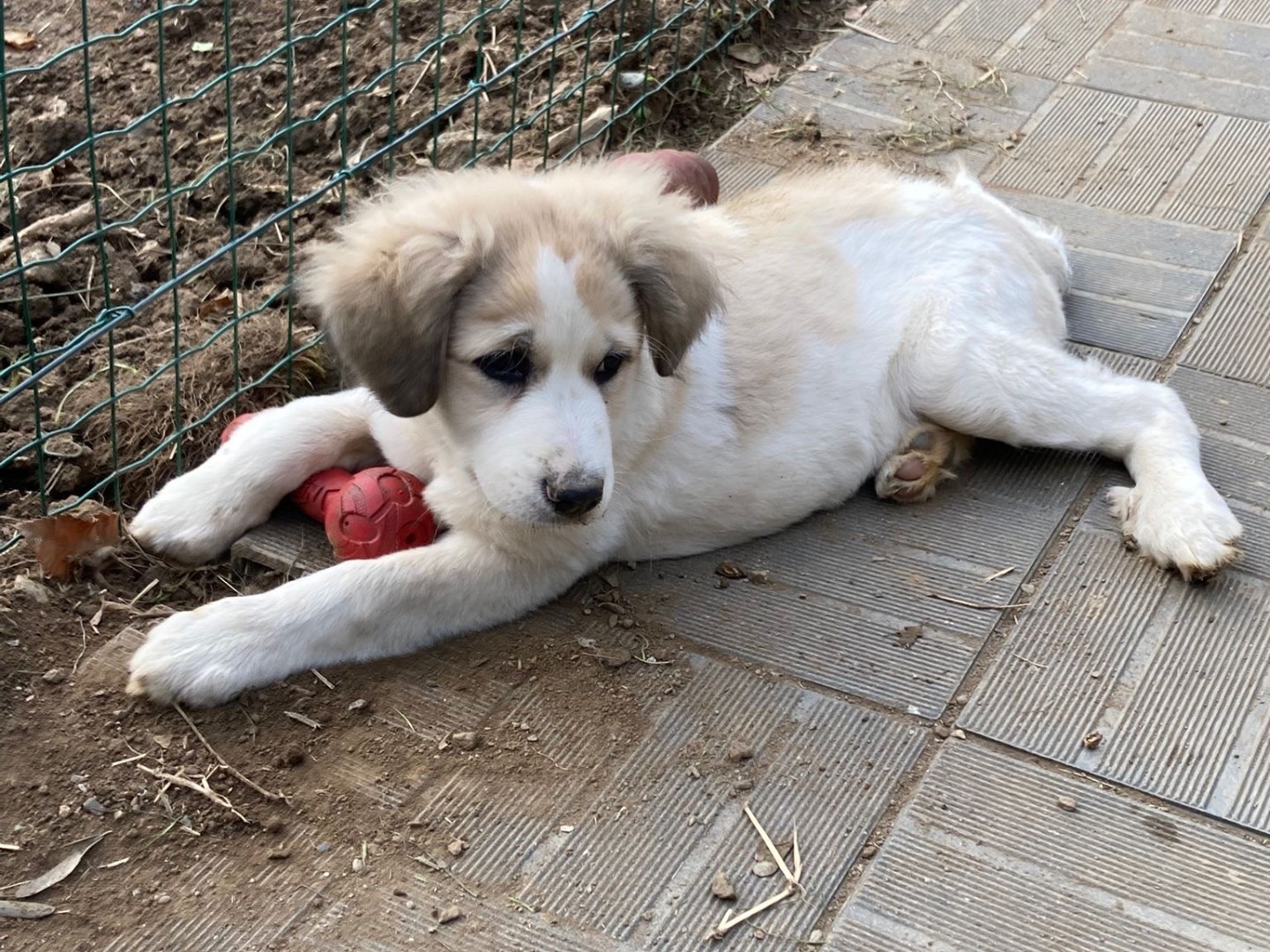 Adotta il cane Betty a Savona