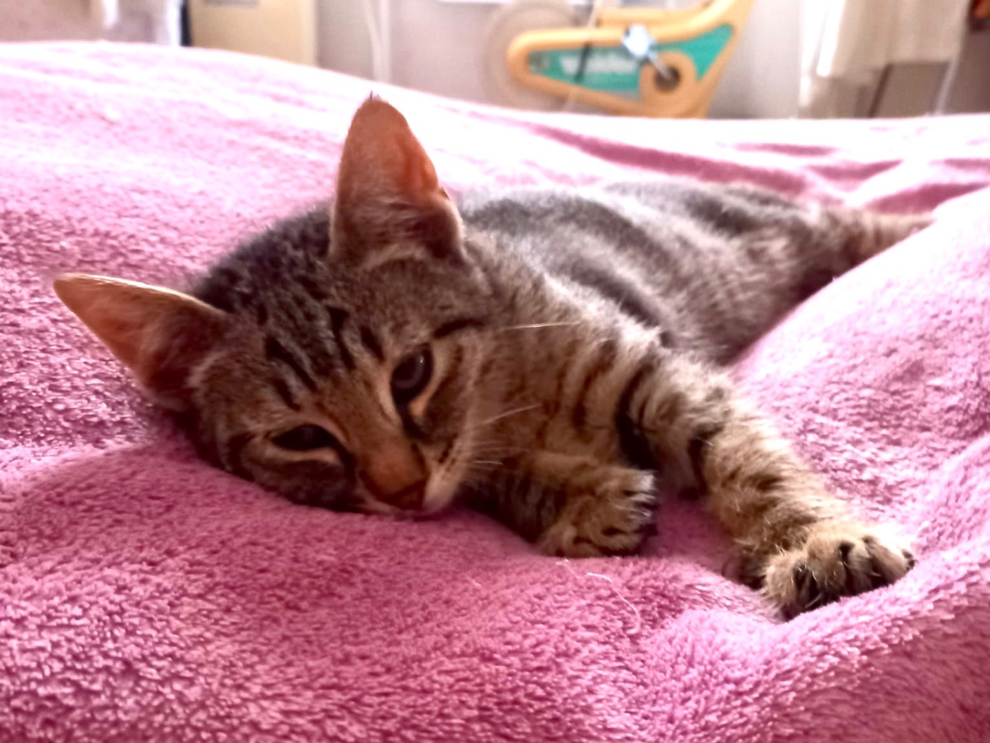 Adozione gatto, maschio, Razza sconosciuta Razza sconosciuta, 3 mesi, taglia non valida, Latina