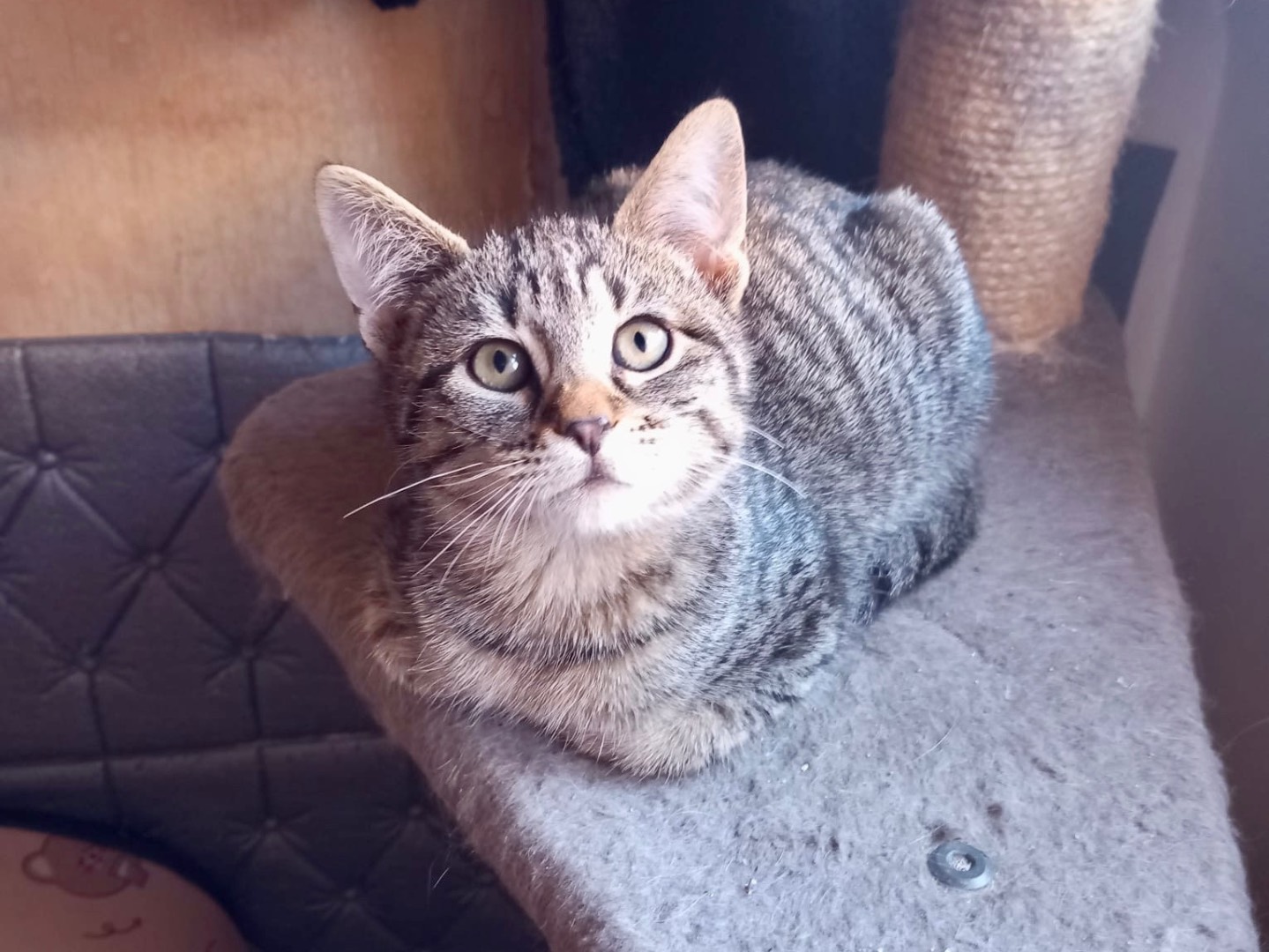 Adotta un gatto, maschio, 3 mesi, Latina