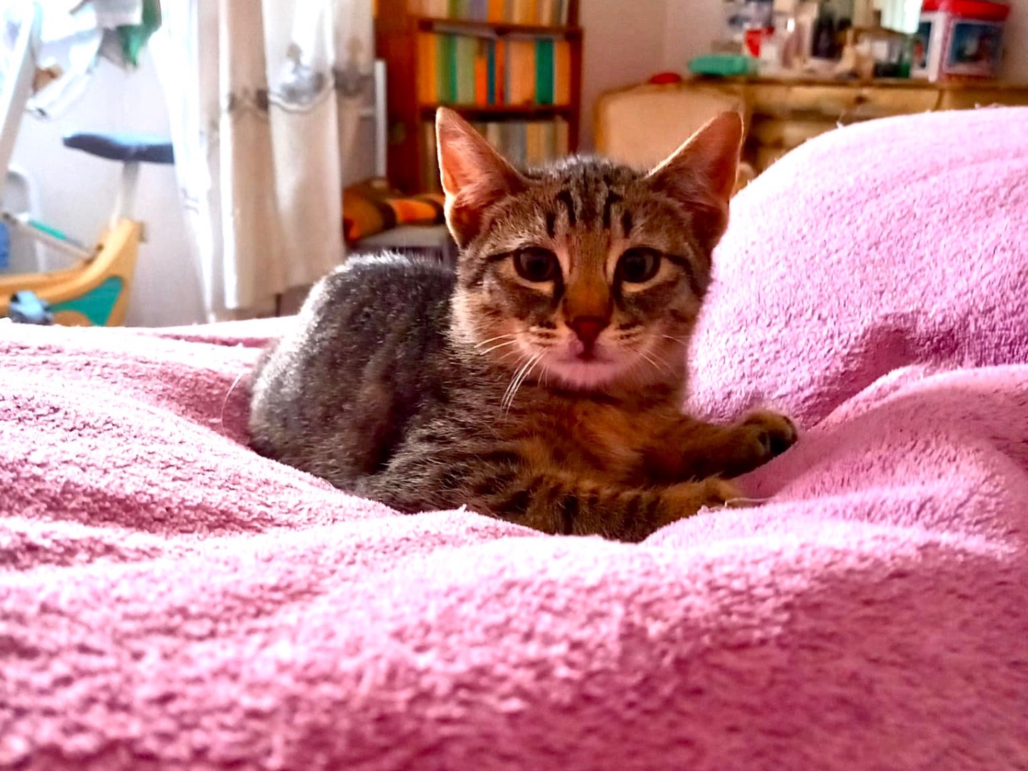 Adotta un gatto, taglia non valida, maschio, Latina