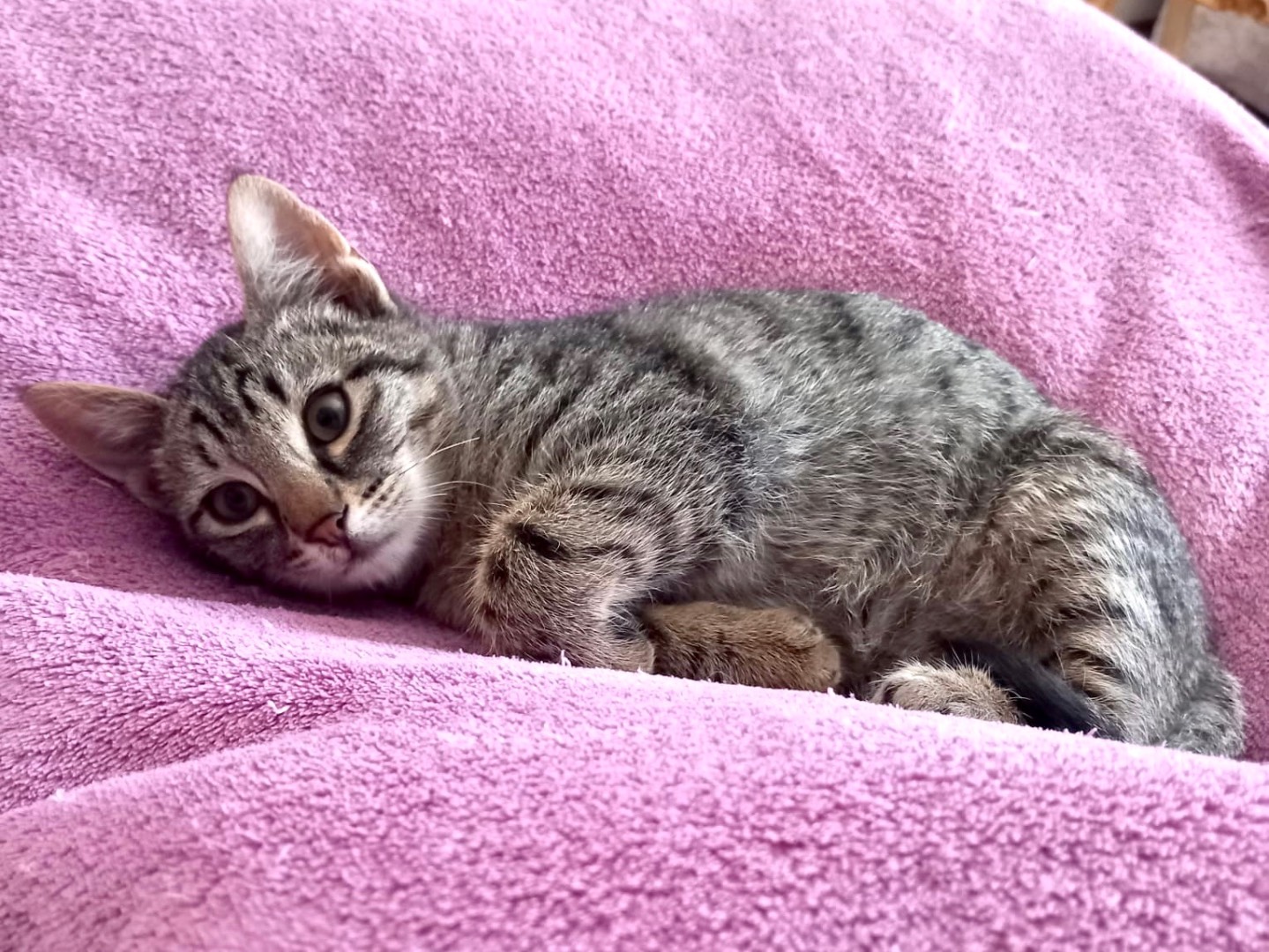 Vuoi adottare un gatto a Latina?