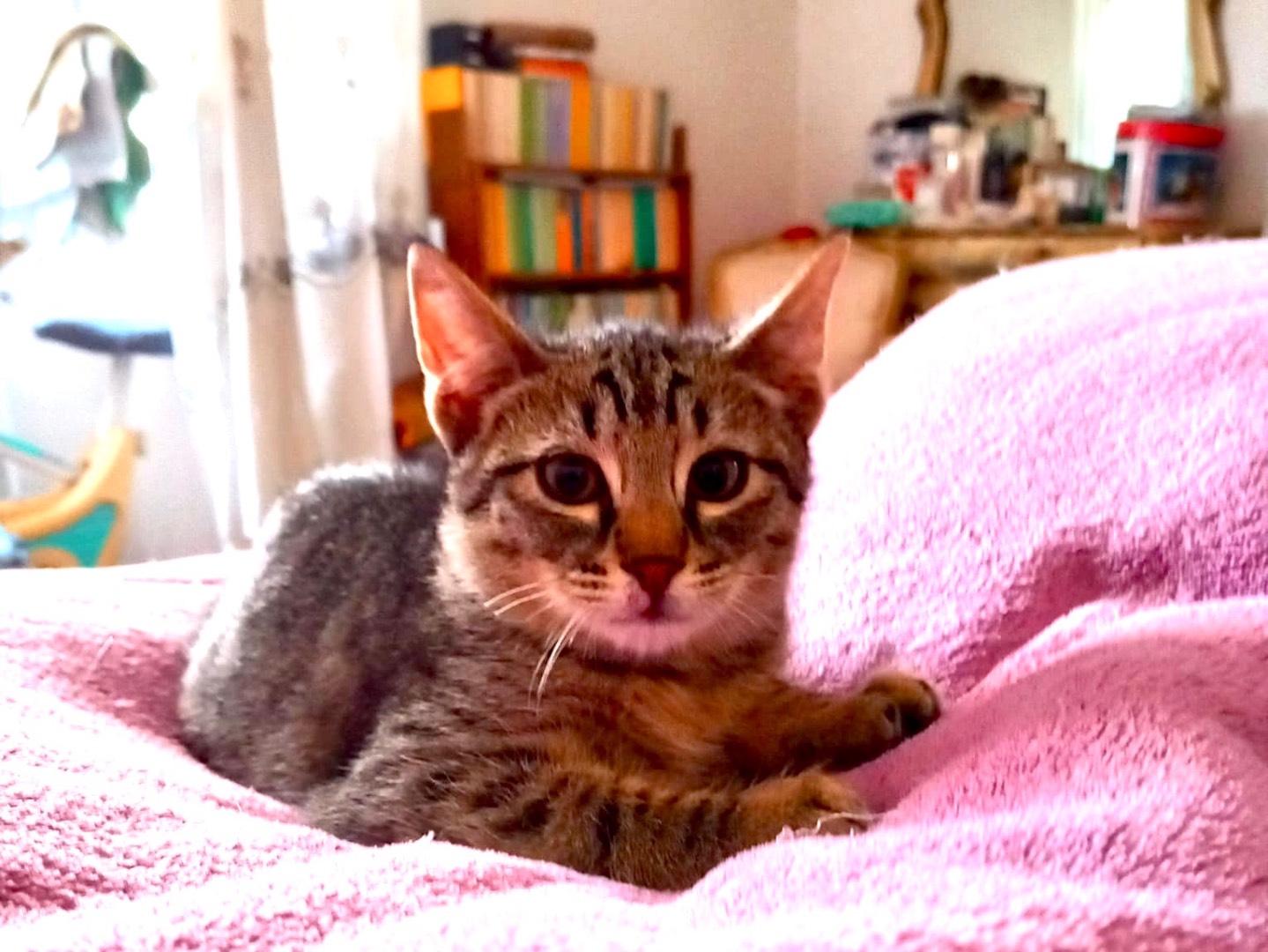 Adotta il gatto Arlo a Latina