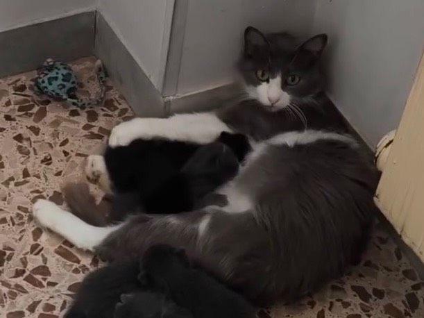 Adozione gatto, femmina, Razza sconosciuta Razza sconosciuta, 1 anno e 5 mesi, taglia non valida, Bari