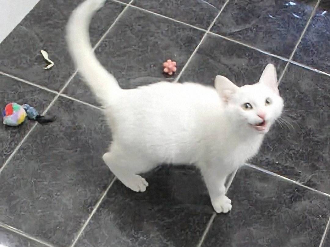 Adotta un gatto, maschio, 3 mesi, Crotone