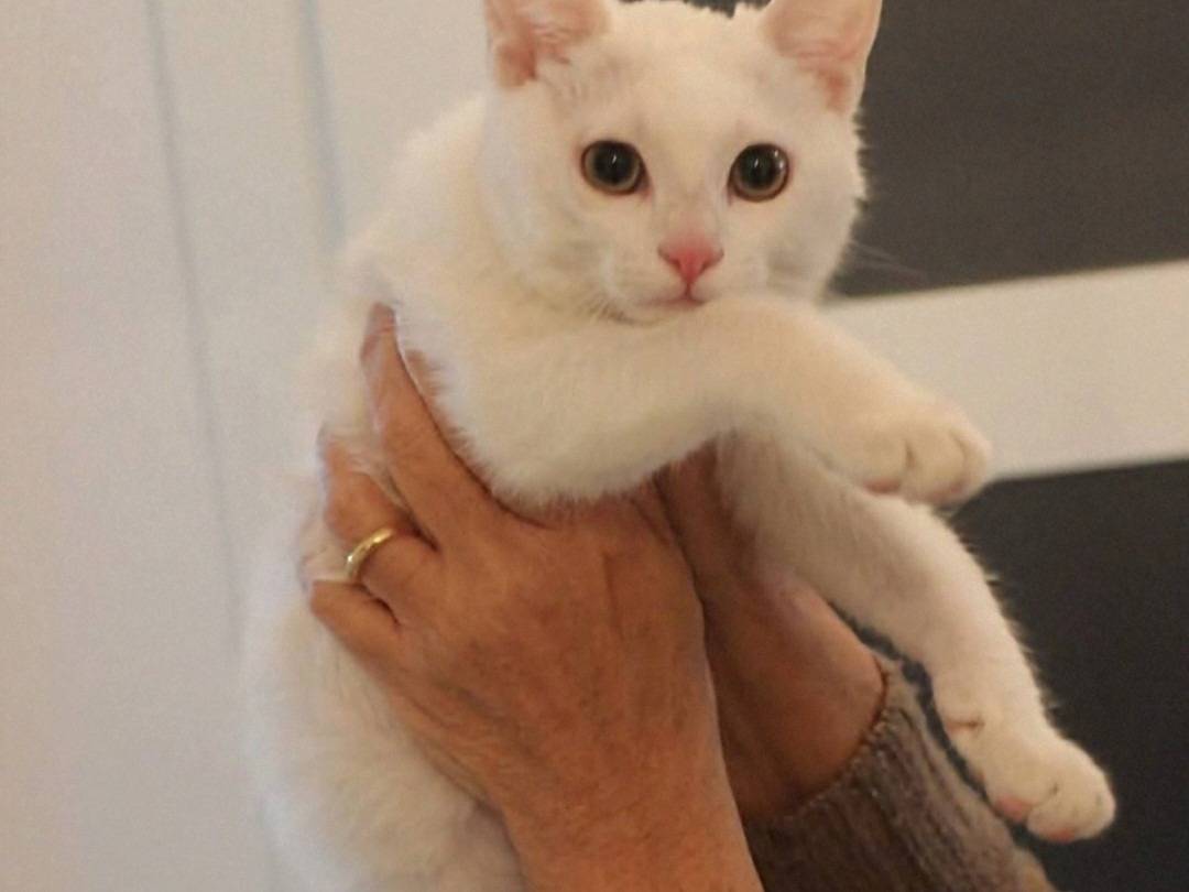 Vuoi adottare un gatto a Crotone?