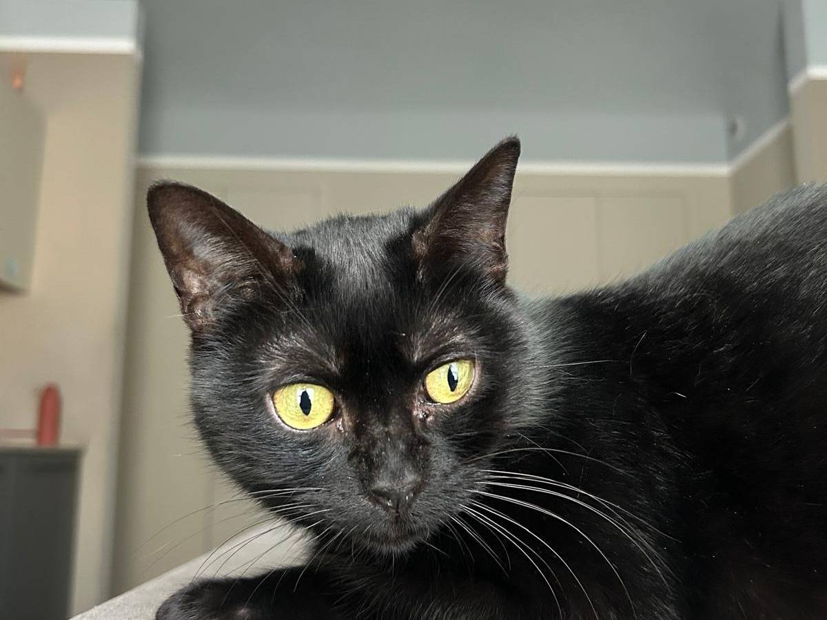 Adotta il gatto Bess e Eloise a Torino