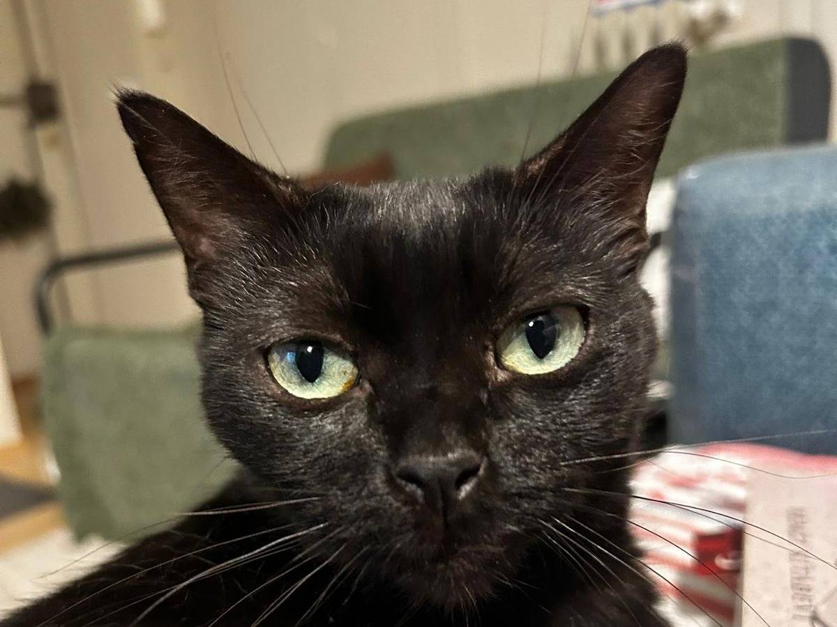 Adotta un gatto, femmina, 9 anni e 2 mesi, Torino