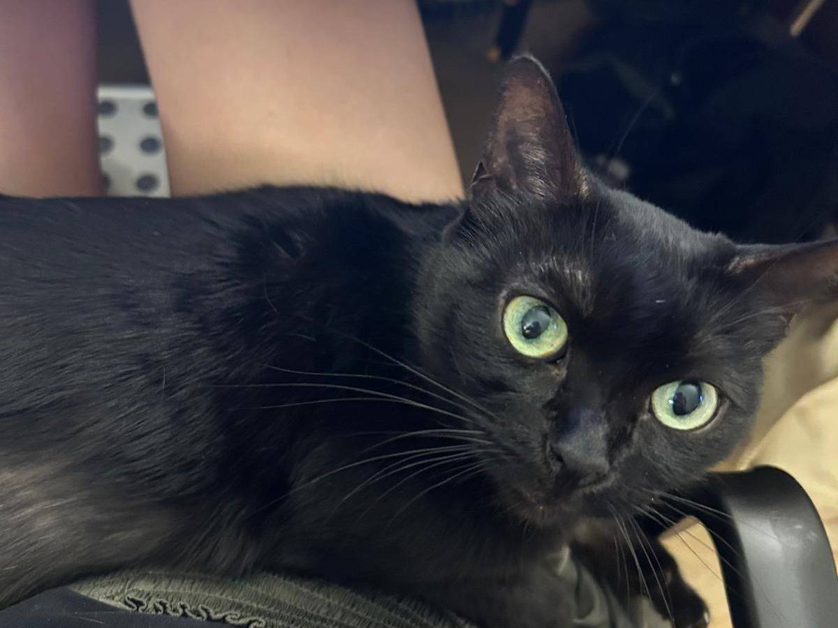 Vuoi adottare un gatto a Torino?