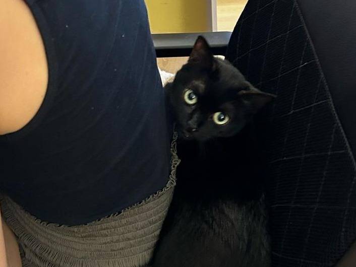 Adotta il gatto Bess a Torino