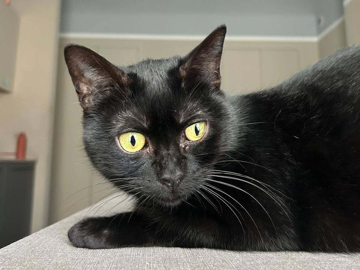 Adotta un gatto, femmina, 9 anni e 2 mesi, Torino