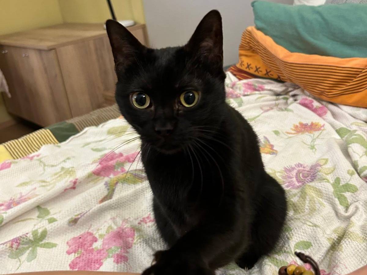 Vuoi adottare un gatto a Torino?