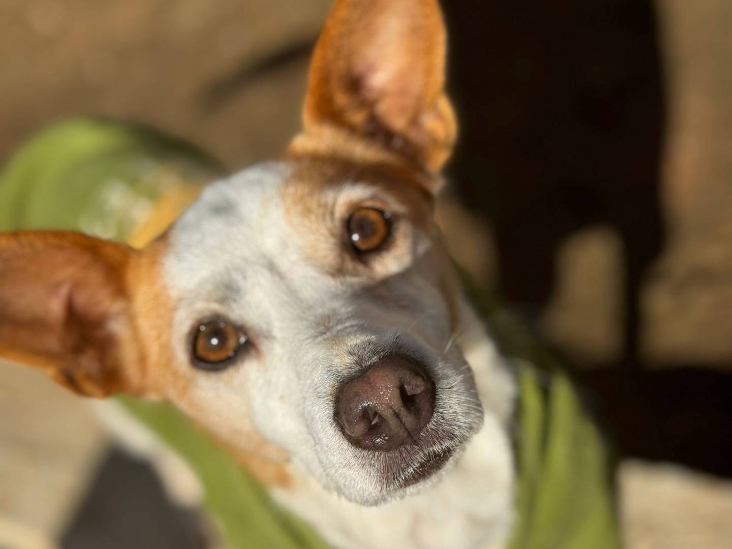 Adozione cane, femmina, Jack Russell Terrier Razza sconosciuta, 2 anni e 3 mesi, taglia piccola, Frosinone