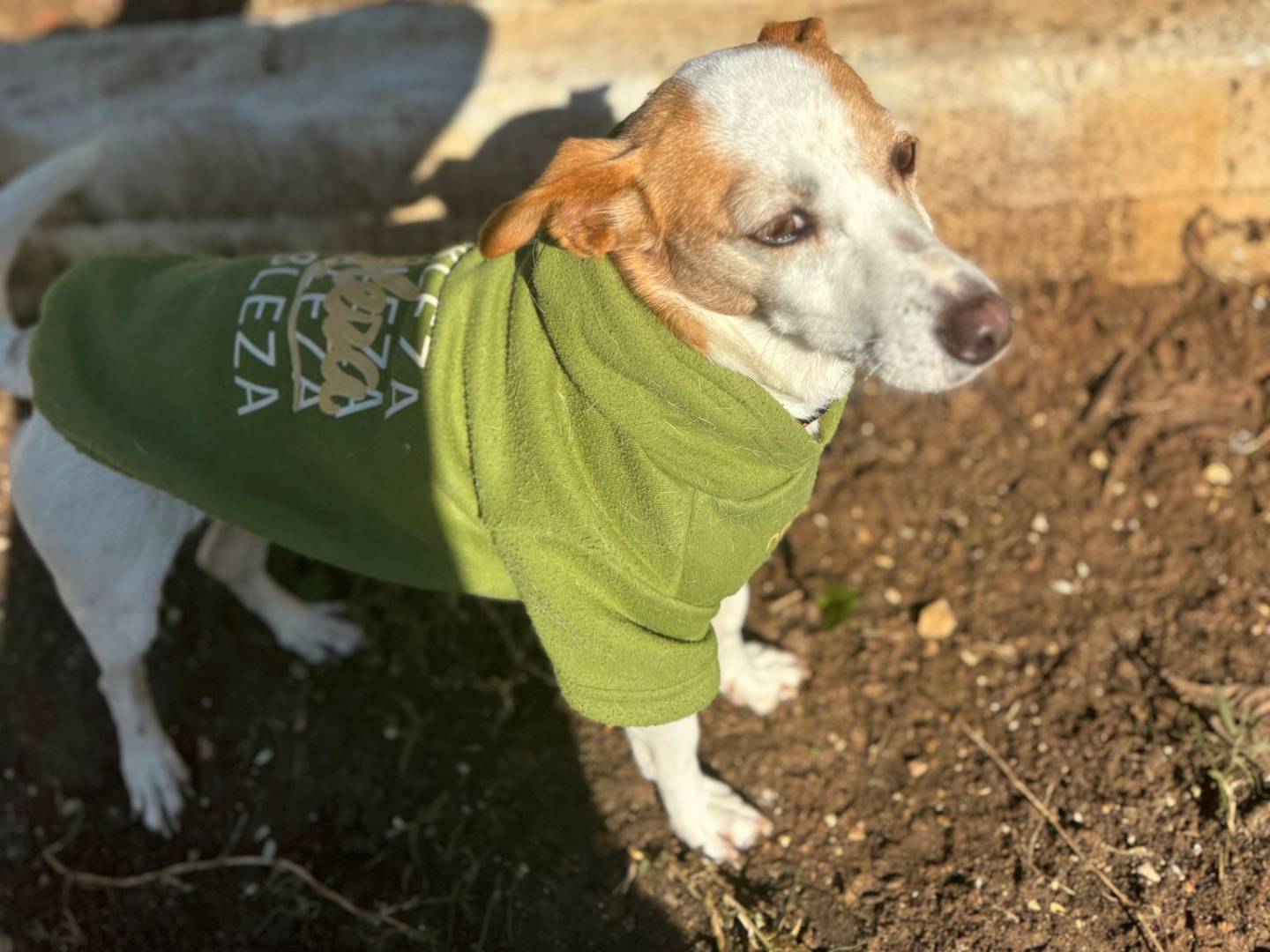 Adotta un cane, femmina, 2 anni e 3 mesi, Frosinone