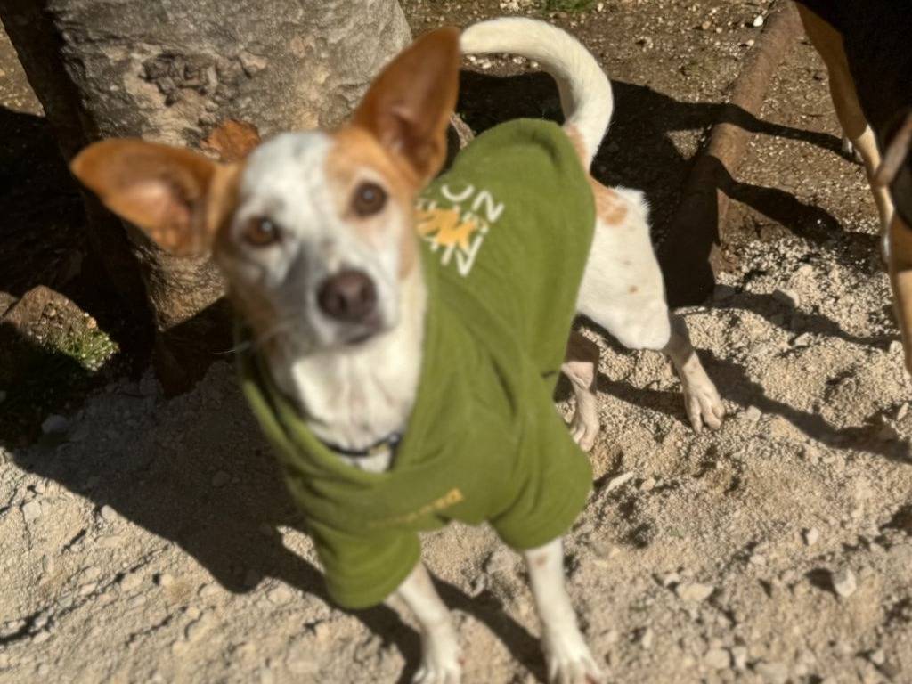 Adotta un cane, taglia piccola, femmina, Frosinone